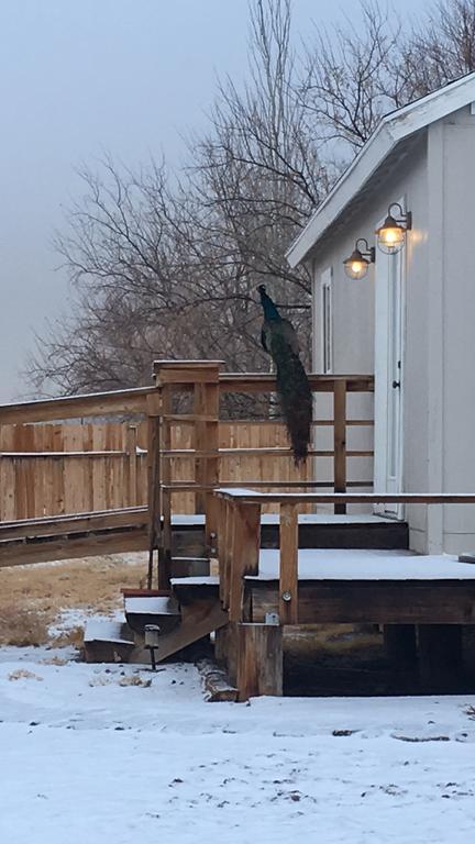 Shady Lady Bed And Breakfast Scottys Junction Экстерьер фото
